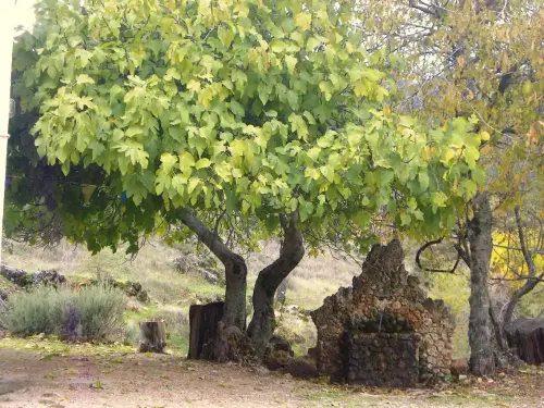Fuentes-Cortijo-del-Tejo-Villaverde-de-Guadalimar