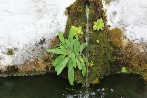 Fuentes-Los-Alejos-Molinicos7