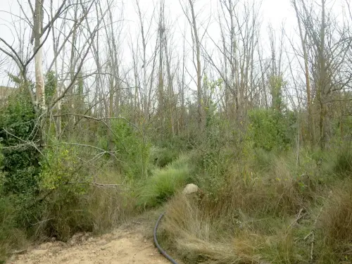 Fuentes-Los-Chortales2-Fuentealamo