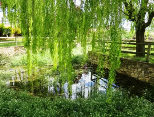 Fuentes-Rio-Miron-San-Pedro