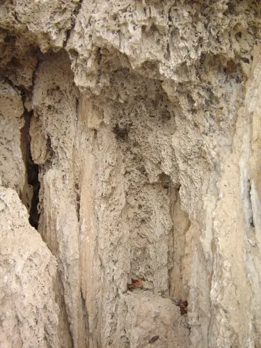 Fosilizacion-vegetal-Letur