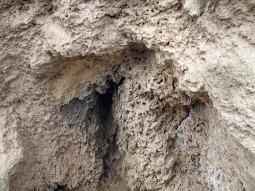 Fosilizacion-vegetal2-Letur