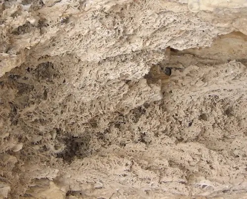 Fosilizacion-vegetal3-Letur