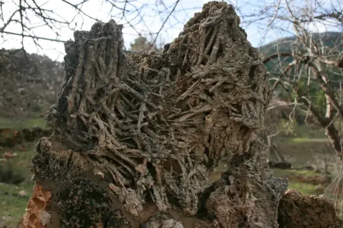 Fosilizacion-vegetal4-Arroyo-del-Tejo-Villaverde