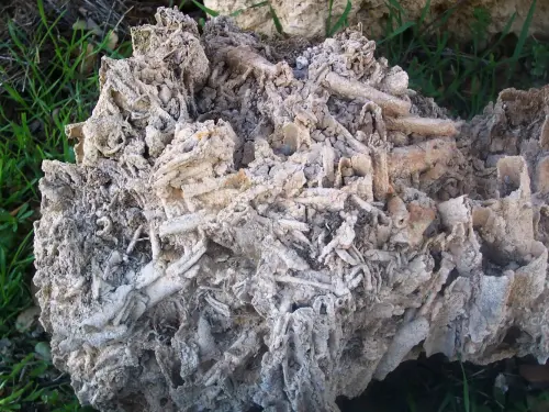 Fosilizacion-vegetal5-Arroyo-del-tejo-Villaverde