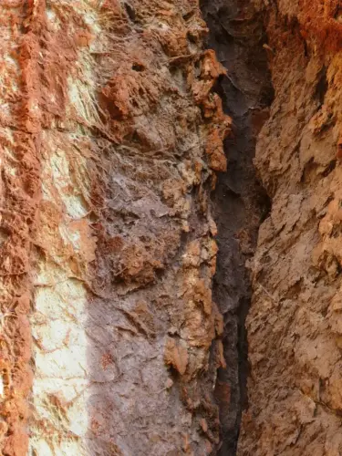 Fosilizacion-vegetal6-Cilanco-VillatoyaJPG