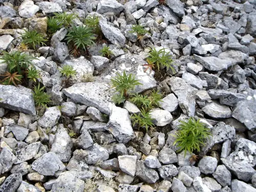 Paisaje-carstico-Lapiaz-Gelifraccion6