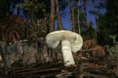 Amanita-Citrina-E.Cerda 