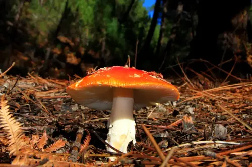 Amanita-Muscaria-E.Cerda 