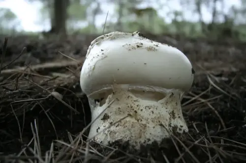Amanita-Ovoidea-E.Cerda 