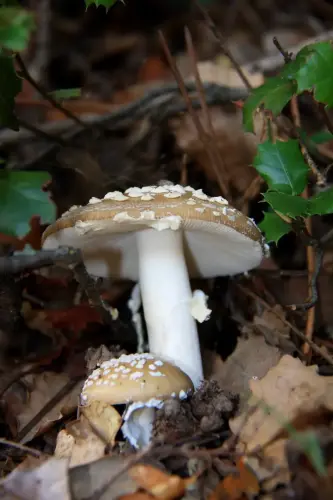 Amanita-Panterina-E.Cerda 