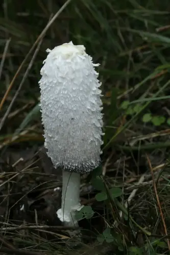 Coprinus-E.Cerda 