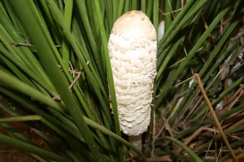 Coprinus-comatus-Barbuda