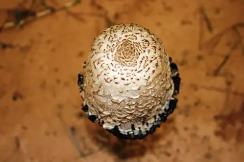 Coprinus-comatus-Barbuda2