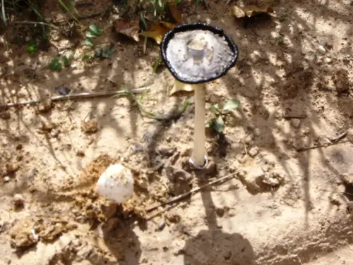 Coprinus-comatus-Barbuda3