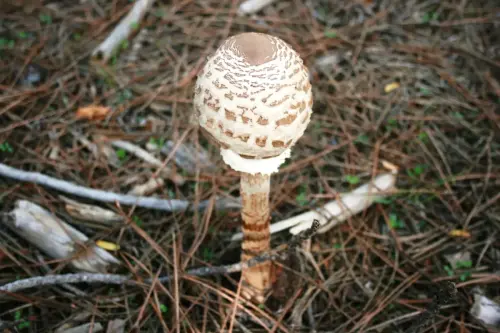 Coprinus-comatus-Barbuda4