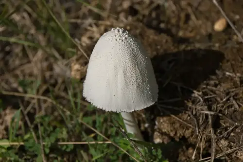 Coprinus-comatus-Barbuda5