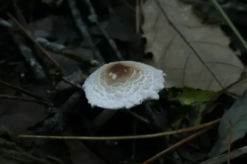Lepiota-Elveola-E.Cerda 