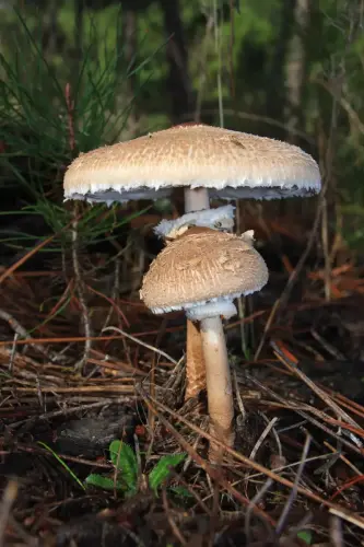 Macrolepiota-E.Cerda 