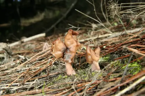 Oreja-de-Gato-E.Cerda 