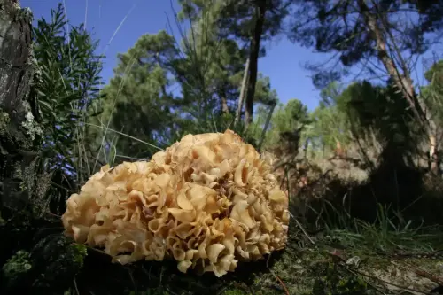 Ramaria-E.Cerda 