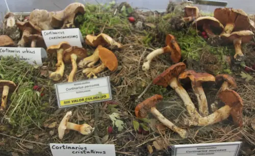 Exp.Hongos-051-Genero-Cortinarius