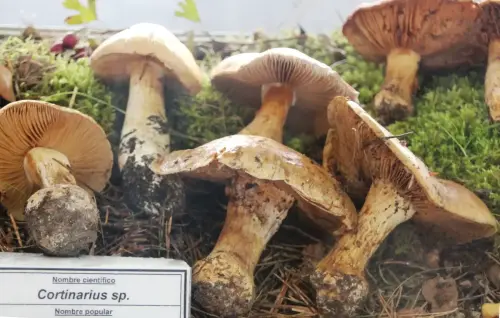 Exp.Hongos-052-Cortinarius-sp