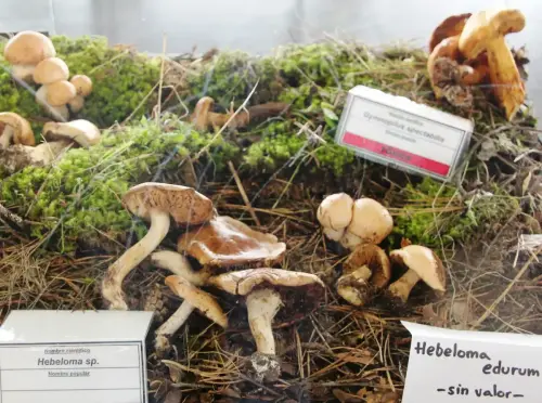 Exp.Hongos-053-Hebeloma-sp