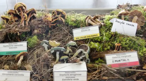 Exp.Hongos-054-Generos-Hypholoma-y-Galerina