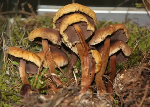 Exp.Hongos-055-Hypholoma-capnoides-Comestible