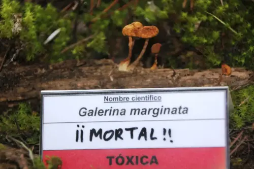 Exp.Hongos-056-Galerina-marginata-Mortal