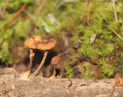 Exp.Hongos-057-Galerina-marginata-Mortal