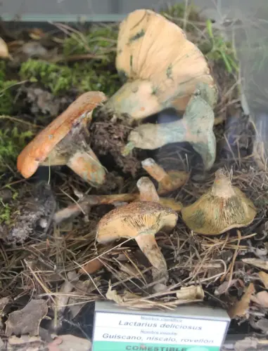 Exp.Hongos-059-Lactarius-deliciusus-Guiscano