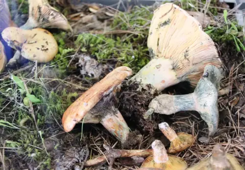 Exp.Hongos-060-Lactarius-deliciusus-Guiscano