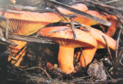 Exp.Hongos-061-Lactarius-deliciosus