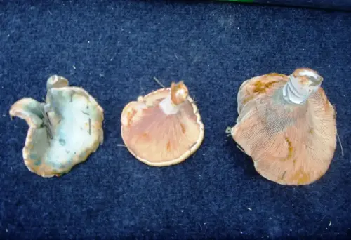 Exp.Hongos-062-Lactarius-deliciosus