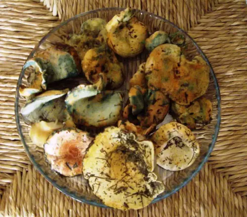 Exp.Hongos-063-Lactarius-deliciosus