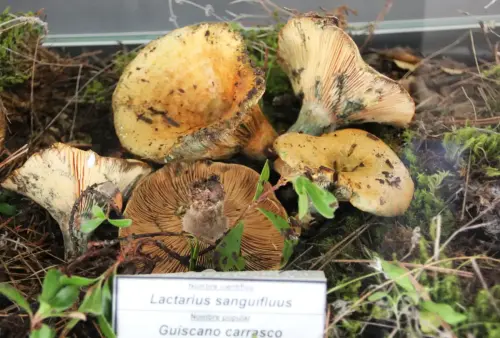 Exp.Hongos-064-Lactarius-sanguifluus-Guiscano-carrasco-Comestible