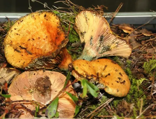 Exp.Hongos-065-Lactarius-sanguifluus-Guiscano-carrasco-Comestible