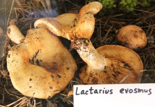 Exp.Hongos-066-Lactarius-evosmus-Sin-valor