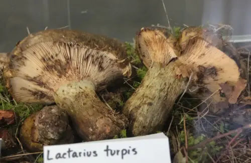 Exp.Hongos-067-Lactarius-turpis-Sin-valor