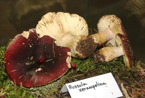 Exp.Hongos-068-Russula-xerampelina