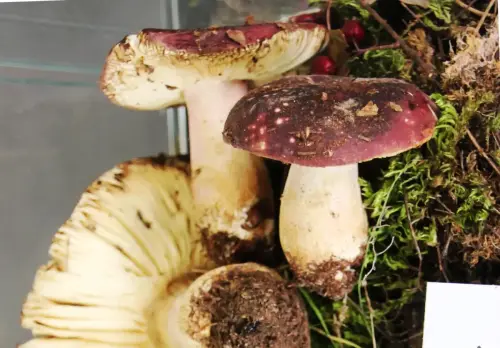 Exp.Hongos-069-Russula-xerampelina