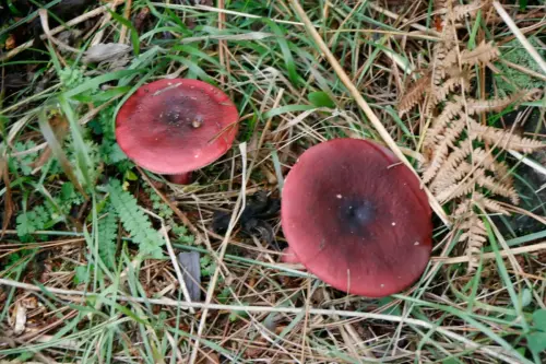 Exp.Hongos-070-Russula-xerampelina