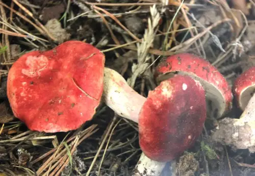 Exp.Hongos-071-Russula-lutcotacta