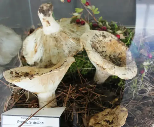 Exp.Hongos-072-Russula-delica-Sin-valor