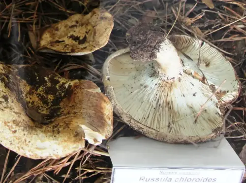 Exp.Hongos-073-Russula-chloroides