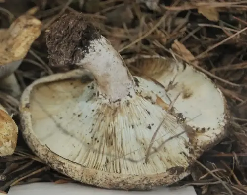 Exp.Hongos-074-Russula-chloroides