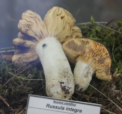 Exp.Hongos-075-Russula-integra