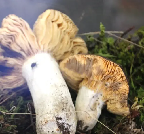 Exp.Hongos-076-Russula-integra